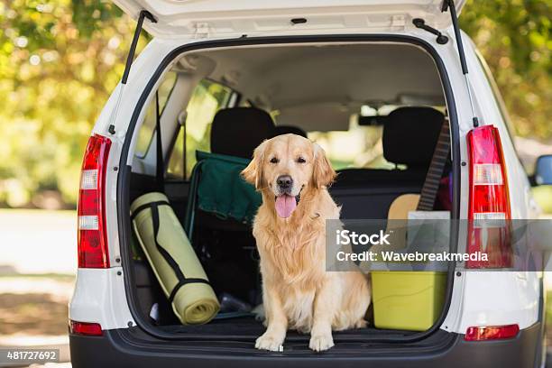 Domestic Dog In Car Trunk Stock Photo - Download Image Now - Dog, Car, Travel