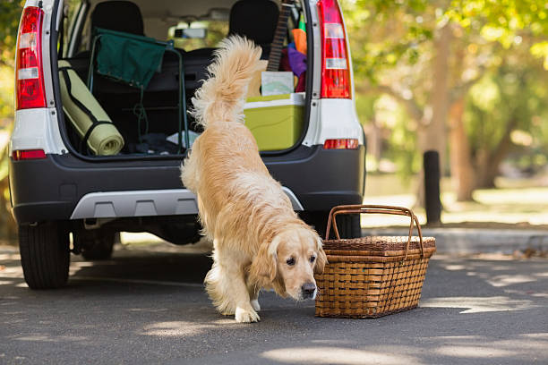 istock Domestic dog in car trunk 481727694
