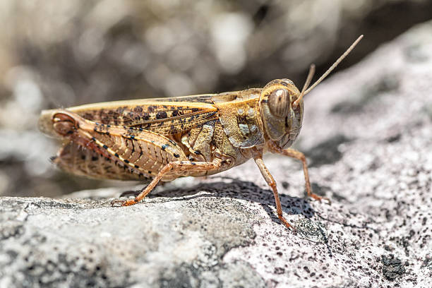common kleine braune heuschrecke cricket insekt auf felsen in makro - punktierte zartschrecke stock-fotos und bilder