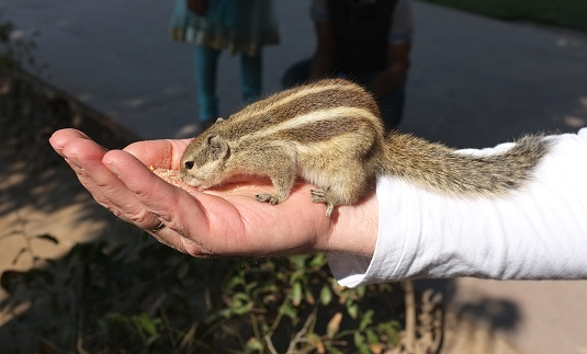 The Northern Palmsquirrel (also called five-striped palm squirrel) is fairly common in urban areas, even in large cities such as Delhi and Kolkata.   In crowded urban areas the squirrel sometimes get used to people.