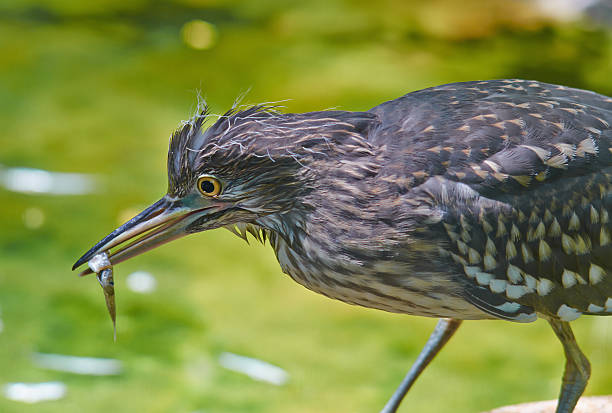 baby nero-coronato nitticora pesce. - heron night heron island water foto e immagini stock