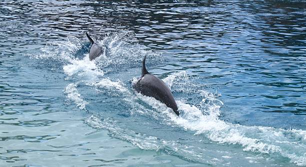 Dolphins & Heart stock photo