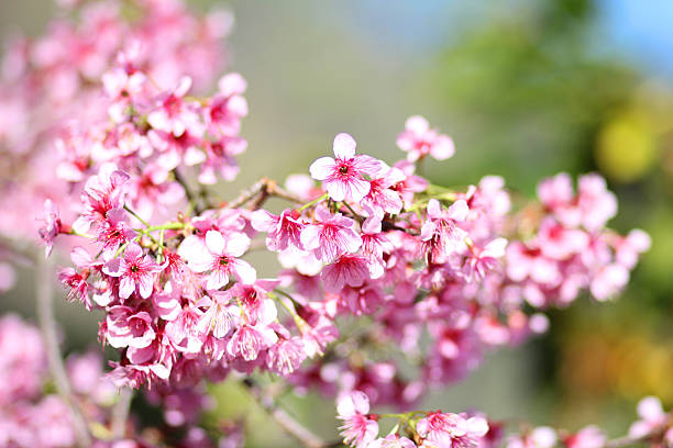 istock Thai Sakura flower Chiang Mai Thailand 481729068