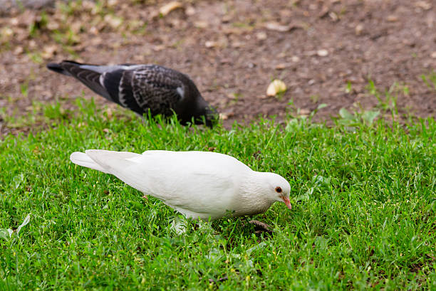 istock White Pigeon Standing on Green Grass 481730254