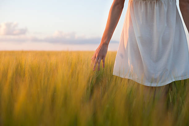 istock woman touching wheat ear in wheat field 481730828