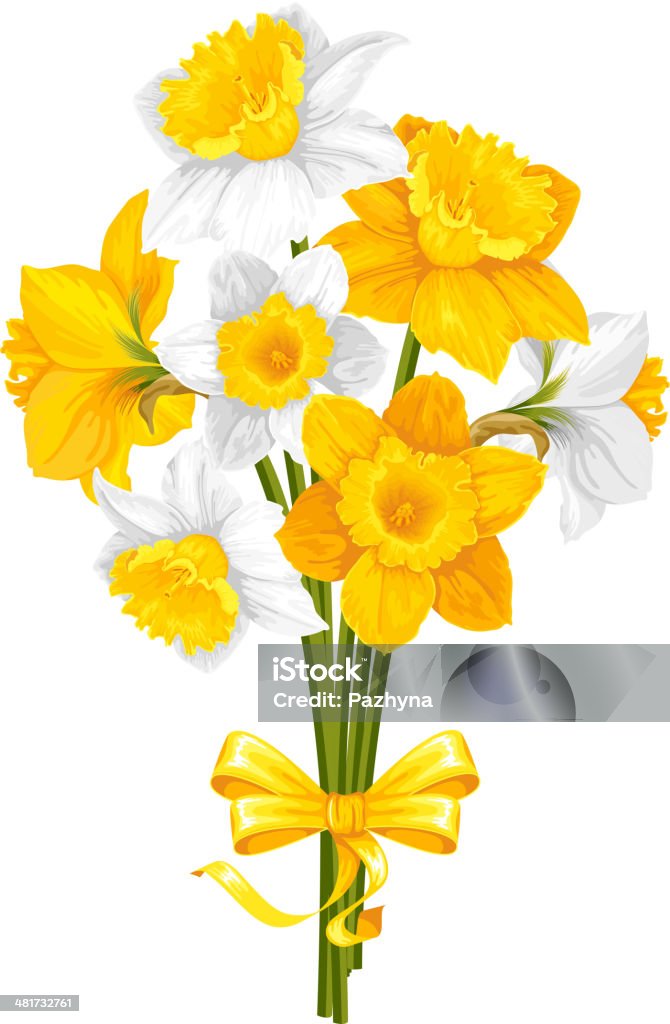 Daffodils Daffodils. Beautiful spring flowers, isolated on white background. Vector illustration. Daffodil stock vector