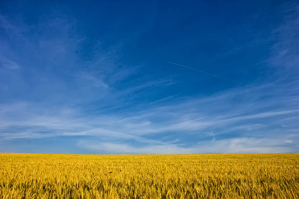 istock Golden wheat field with blue sky in background 481734078