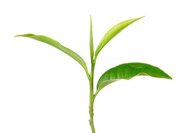 istock Green tea leaf isolated on the white background 481734322