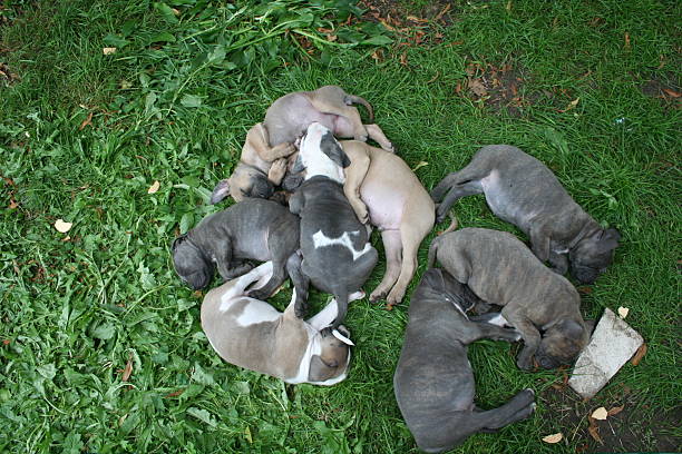 istock Dog with puppies 481734842