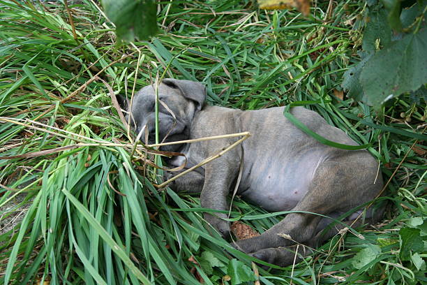 istock Dog with puppies 481734854