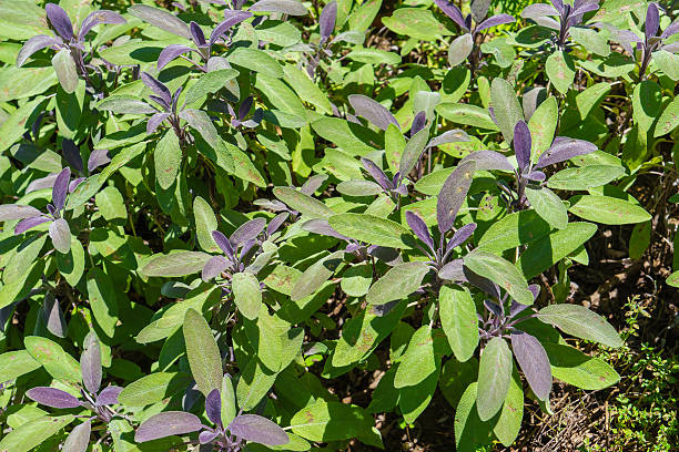 Purple Sage Purple Sage formal garden flower bed gardening vegetable garden stock pictures, royalty-free photos & images