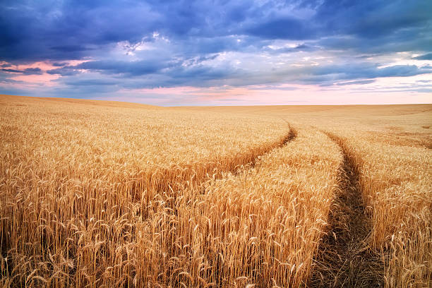 istock Meadow of wheat. 481735322