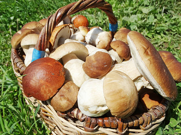 istock fresh forest mushrooms in the basket 481735360