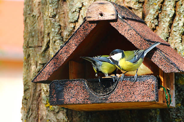 istock Birdhouse full of birds 481735765