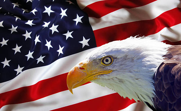 istock North American Bald Eagle on American flag 481735830