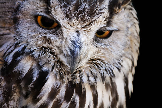 istock Portrait of The Eurasian Eagle Owl (Bubo bubo) 481738648