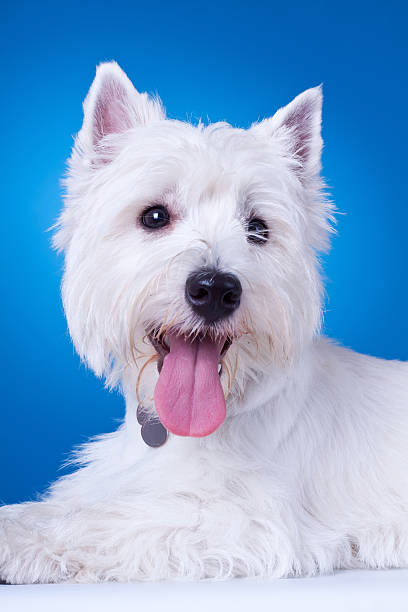 istock closeup picture of a panting westie 481738965