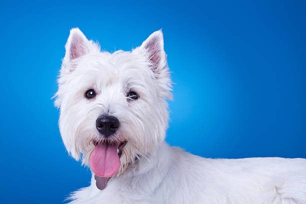 istock picture of a panting westie 481738971
