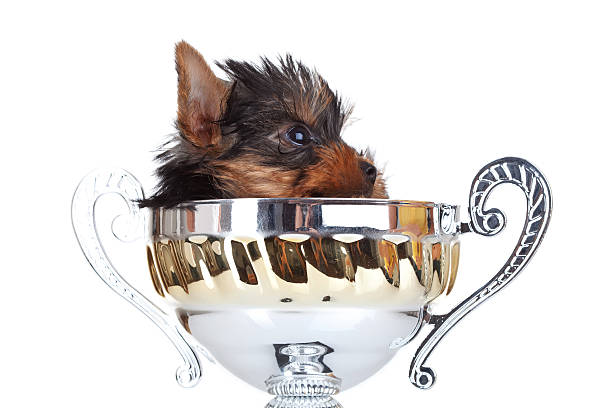 yorkie em um troféu hidding de brinquedo - hidding imagens e fotografias de stock