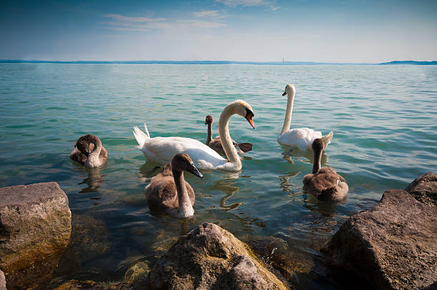 Mother with four baby swans - cygnets