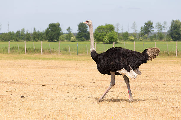 laufender strauß - tierhaltung photos et images de collection