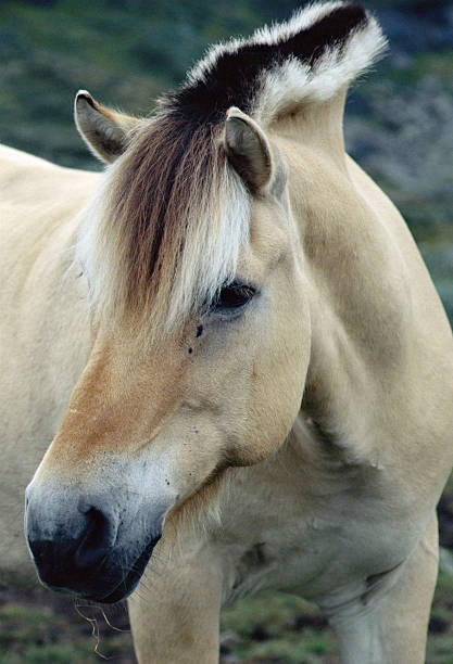 Haflinger horses on the Dolomites: the horses are farmed freely in the wide pasture of the mountain area