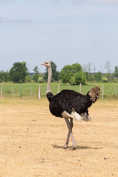 strauß auf der weider - tierhaltung photos et images de collection