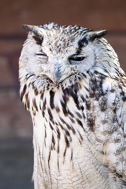 Portrait of The Eurasian Eagle Owl .