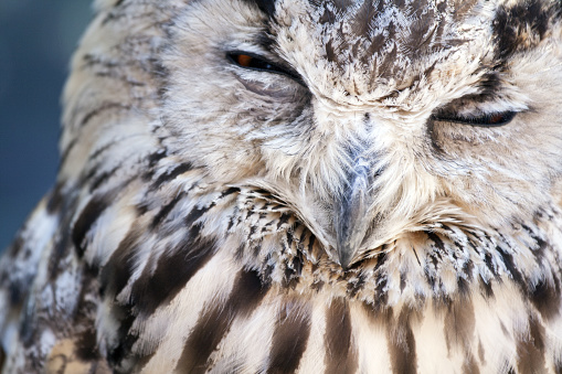 Portrait of The Eurasian Eagle Owl .