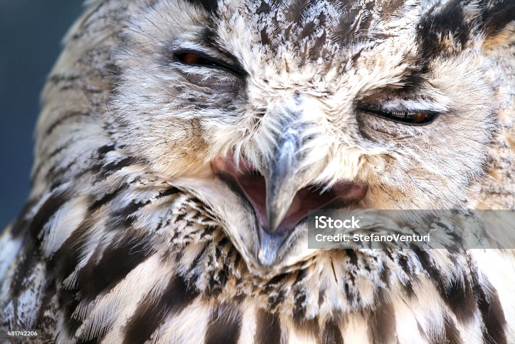 Portrait of The Eurasian Eagle Owl (Bubo bubo) Portrait of The Eurasian Eagle Owl . 2015 Stock Photo