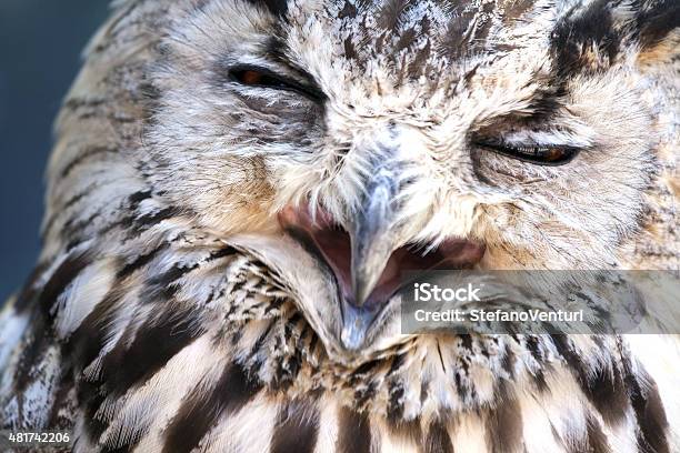Portrait Of The Eurasian Eagle Owl Stock Photo - Download Image Now - 2015, Animal, Animal Body Part