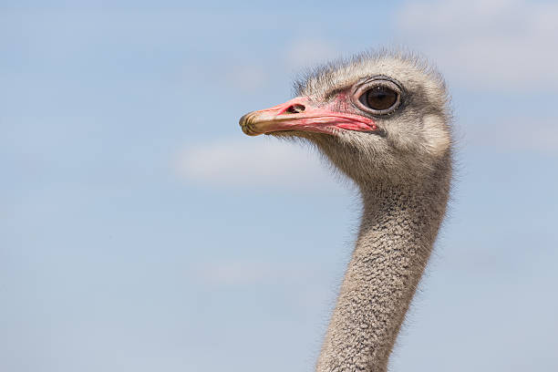 strauß blickt dans die kamera - tierhaltung photos et images de collection