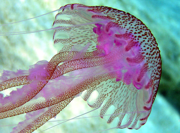 istock Amazingly Colorful Jellyfish 481743284