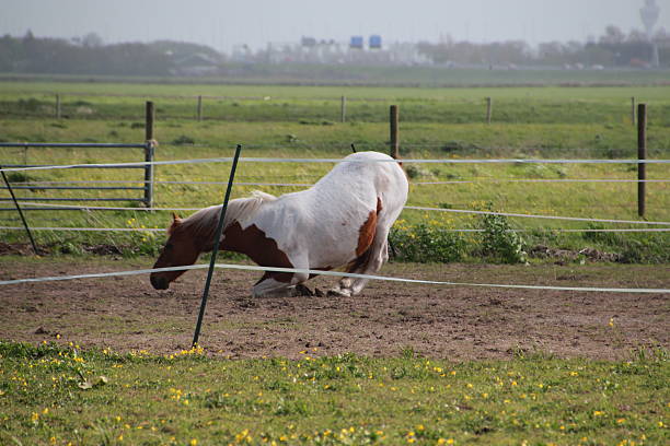 istock Horse in the sand 481743608
