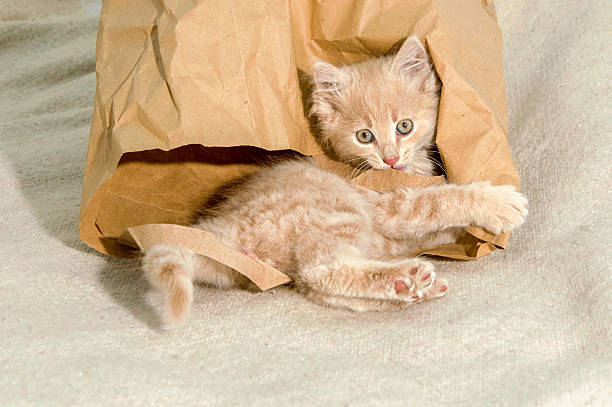istock cat lying in a brown paper bag 481744948