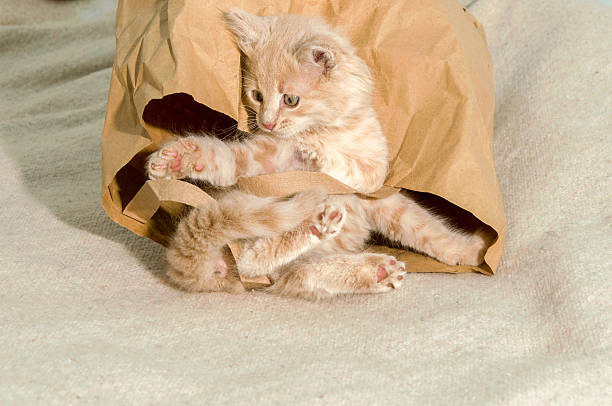 istock cat lying in a brown paper bag 481745020