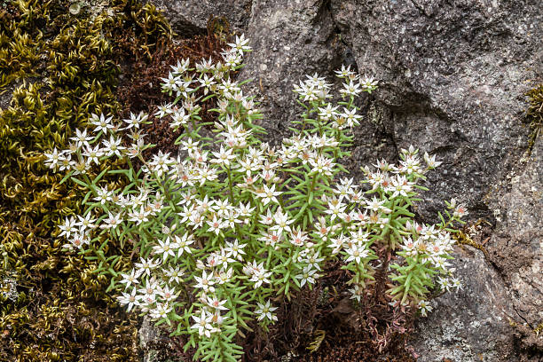 White stonecrop stock photo