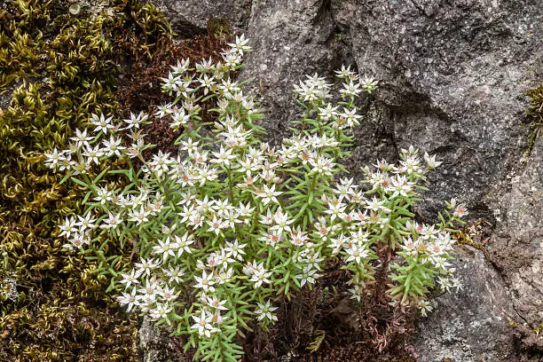 White stonecrop blooming in the wild