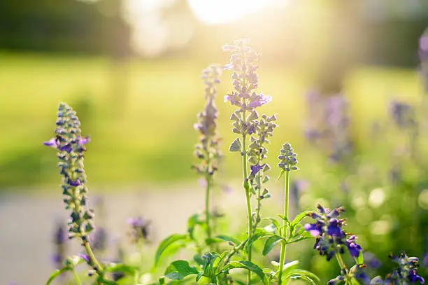 Photo of blue flowers salvia shining background