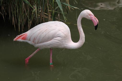 Greater Flamingo (Phoenicopterus roseus). Wild life animal.