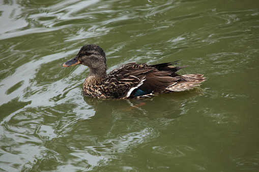 Wild duck (platyrhynchos), also known as the mallard. Wild life animal.