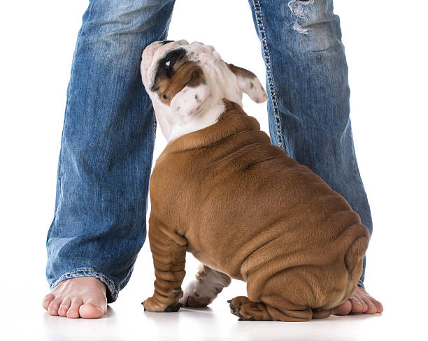 istock woman and her dog 481749916