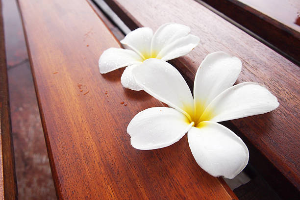istock Two Plumeria Flower on wooden background 481750014