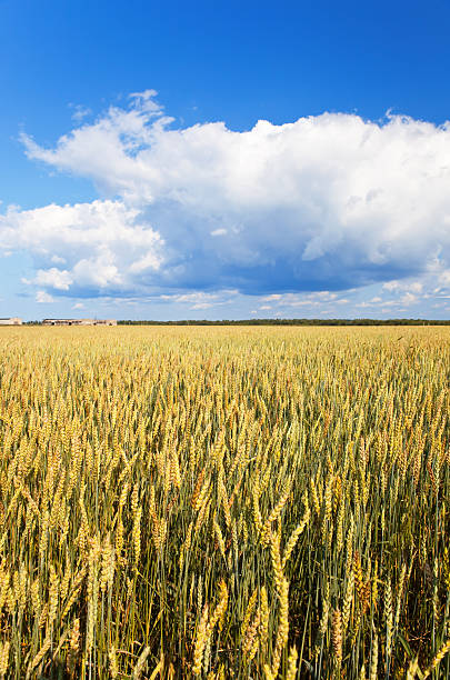 istock Field of wheat under azure sky 481750124