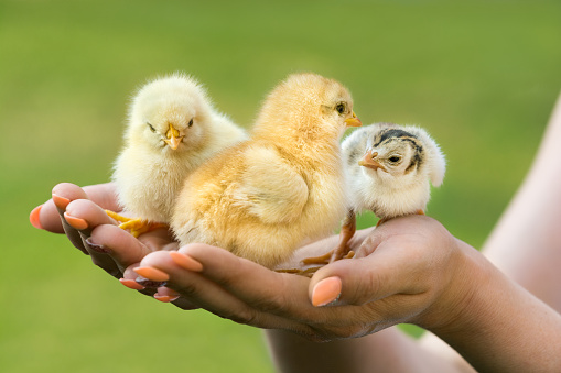 Close-up of three baby chickens in the hands of women. Chickens are sitting quietly on her palms and curiously looking around. They hatched recently and old are just a few days. Each chicken is the other breed. Therefore, they distinguish themselves by color, size and shape. Due to the shallow depth of field the background is heavily blurred with no details.