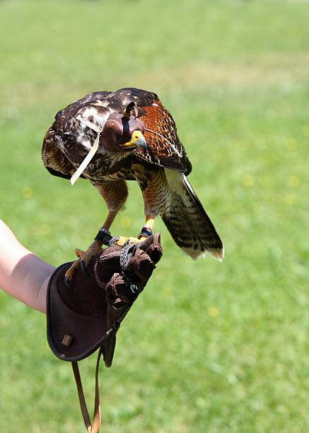 istock Harris´s Hawk, lat. Parabuteo unicintus, a child is holding it 481750490