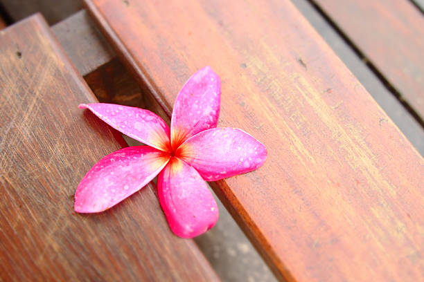 plumeria flor-de-rosa - frangipannis imagens e fotografias de stock