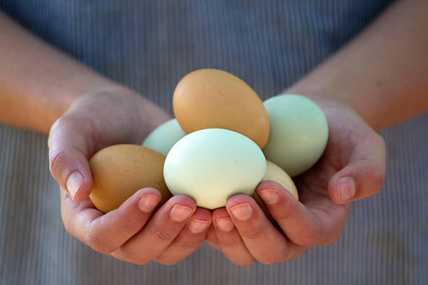 Hands Holding Eggs A woman's hands holding eggs just gathered free range stock pictures, royalty-free photos & images