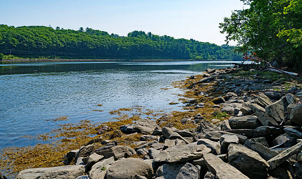 rio passagassawakeag em belfast, maine. - stringy imagens e fotografias de stock