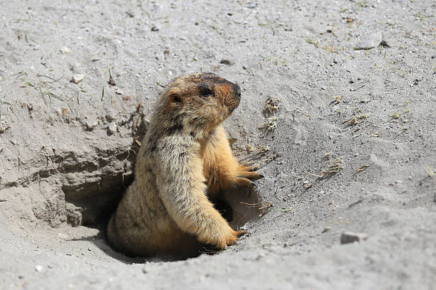 istock Cute marmot peeking out of a burrow 481751082